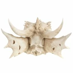Wall Decoration The Last Dragon Skull -Furniture Cosplay Shop 118269 q028